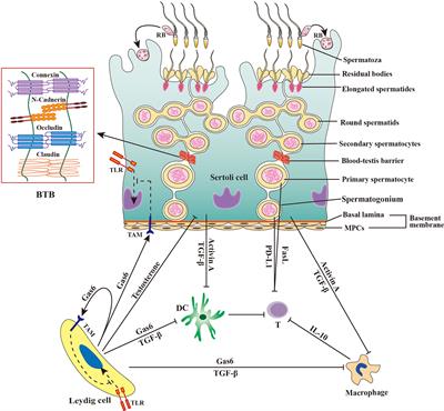 Viral tropism for the testis and sexual transmission